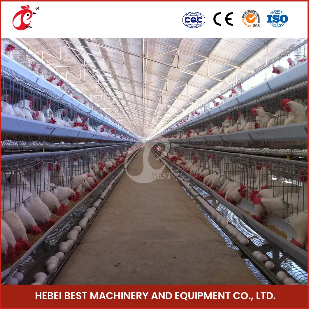 Bestchickencage Ordinary Type Layer Cage China 20 Chickens Large Chicken Layer Coop Factory Windproof Feature Automatic Layer Cages Egg Chicken Poultry Farm